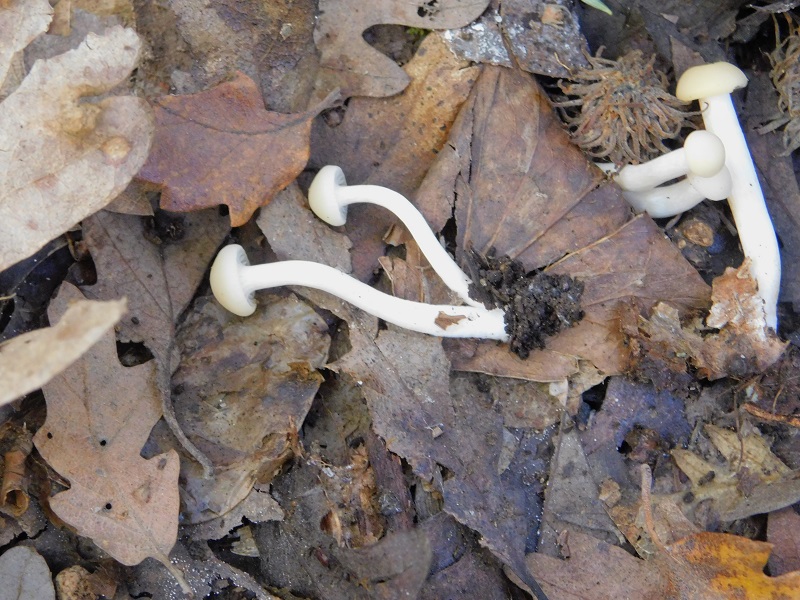 10 Fotogr.il 18.12.2021 sotto Leccio